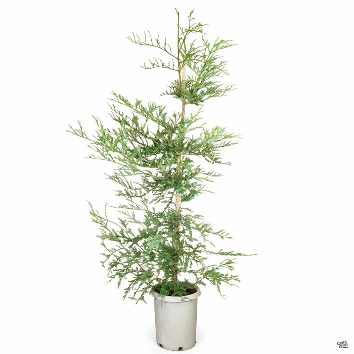 Coastal Redwood 'Aptos Blue'
