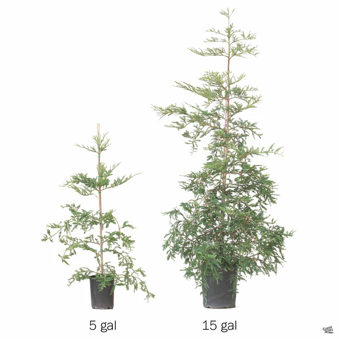 Coastal Redwood 'Aptos Blue'