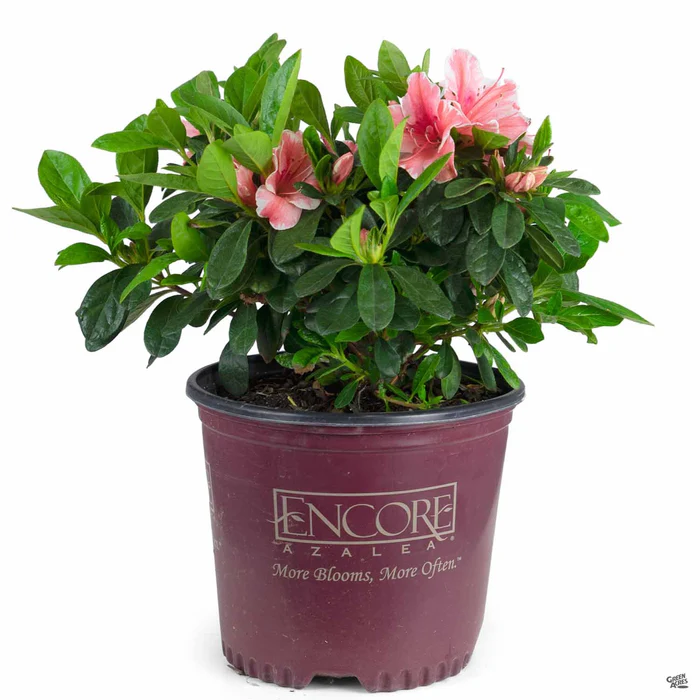 Encore Azalea Autumn Sunburst