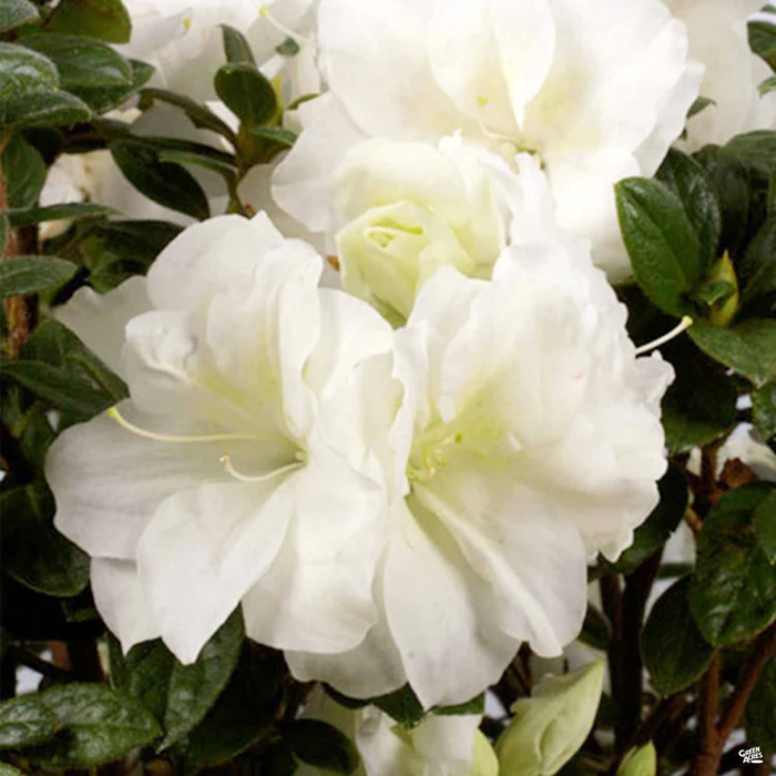 Encore Azalea Autumn Moonlight