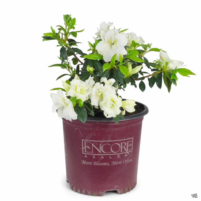 Encore Azalea Autumn Moonlight