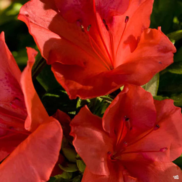 Encore Azalea Autumn Sunset