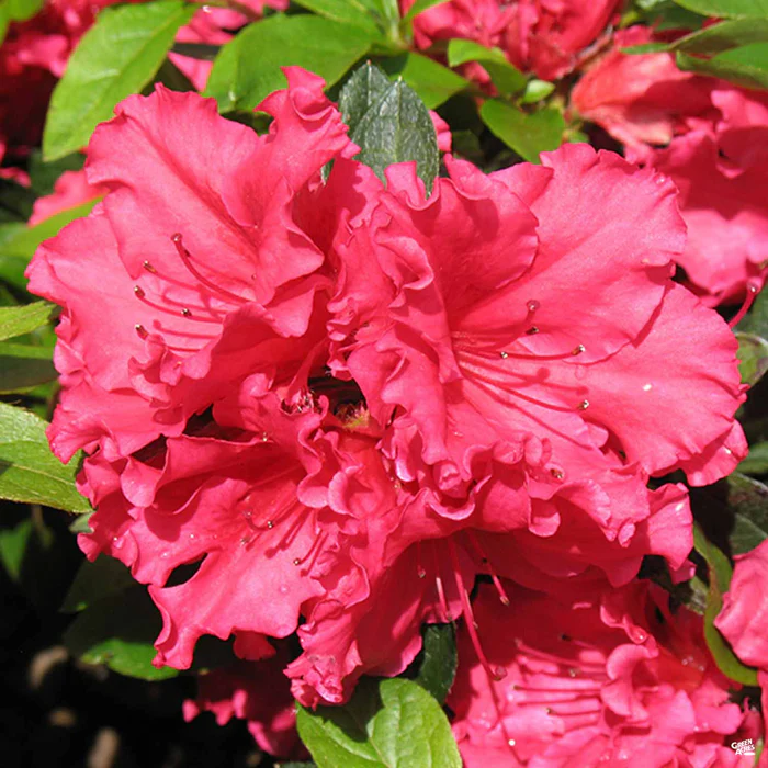 Azalea 'Red Bird'