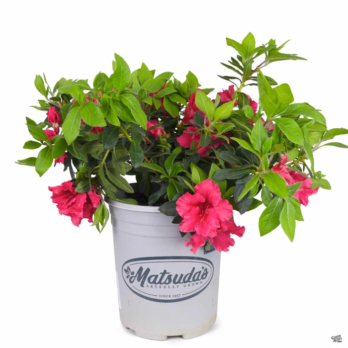 Azalea 'Red Bird'