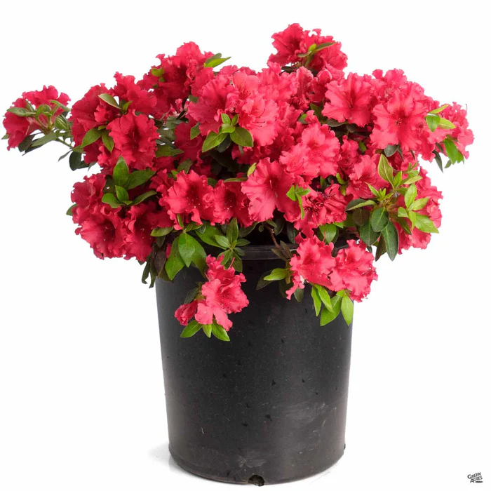 Azalea 'Red Bird'