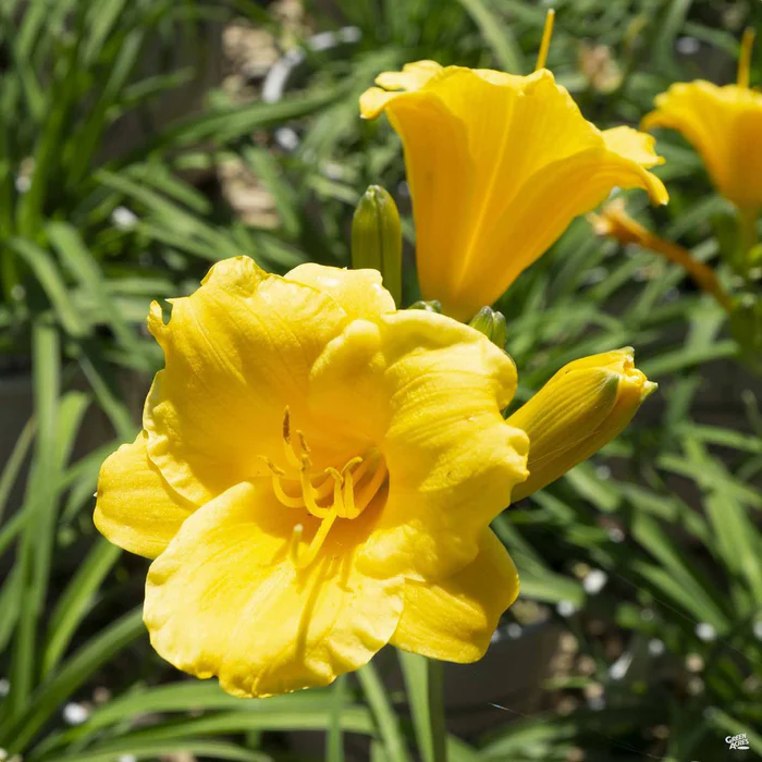 Daylily 'Stella de Oro'
