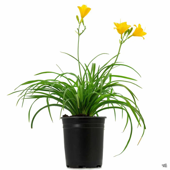 Daylily 'Stella de Oro'