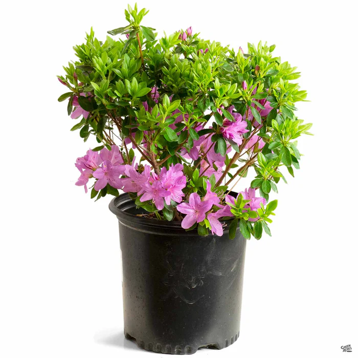 Azalea 'Sherwood Orchid'