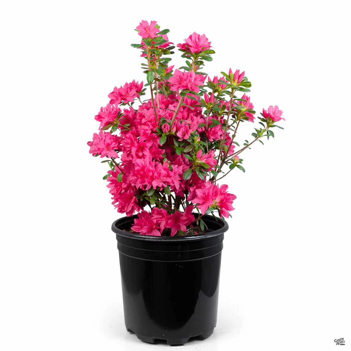 Azalea 'Sherwood Pink'