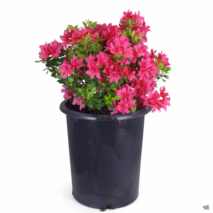 Azalea 'Sherwood Pink'