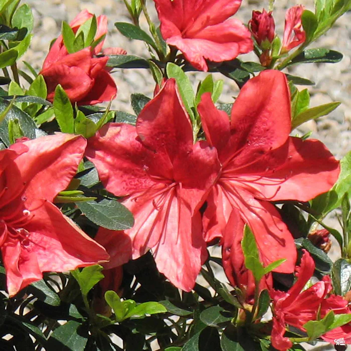 1217-azalea-orange-delight-1.webp Azalea 'Orange Delight'
