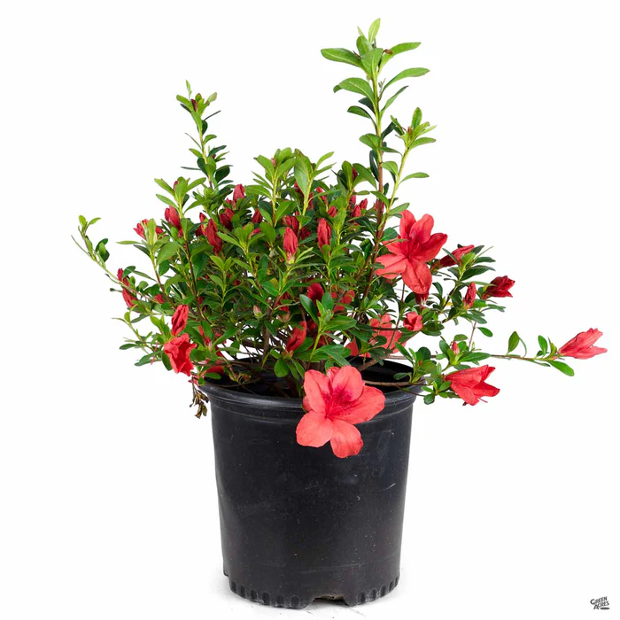 1217-azalea-orange-delight-2.webp Azalea 'Orange Delight'
