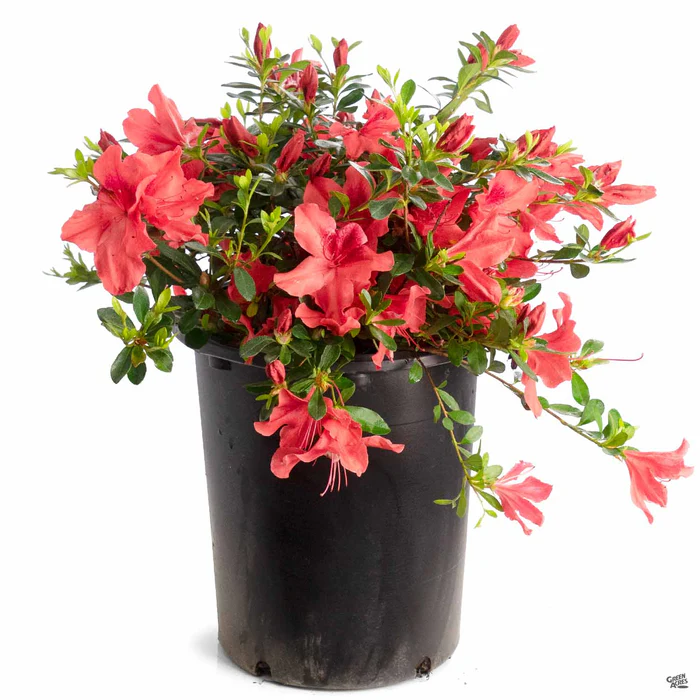 1217-azalea-orange-delight-3.webp Azalea 'Orange Delight'