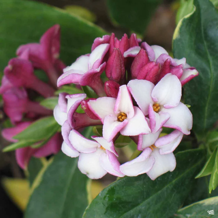 1221-daphne-marginata-1.webp Daphne 'Marginata'