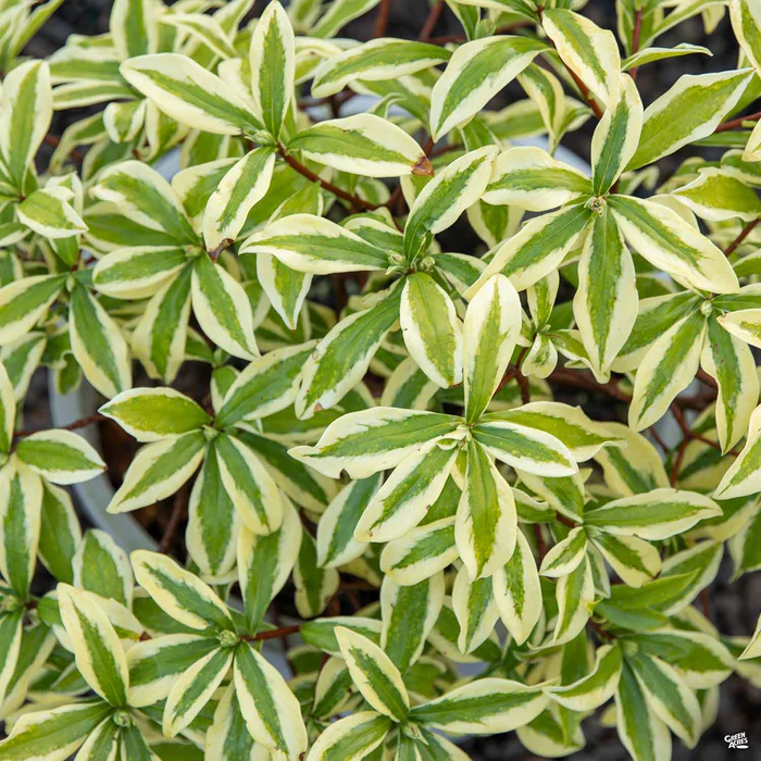 1224-daphne-rebecca-2.webp Daphne 'Rebecca'
