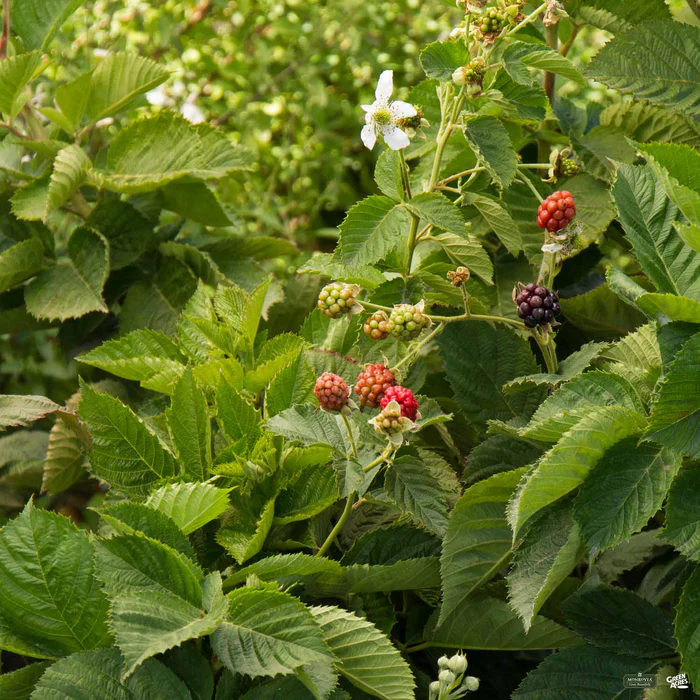 1225-baby-cakes-blackberry-monrovia-1.webp Baby Cakes Blackberry | Monrovia