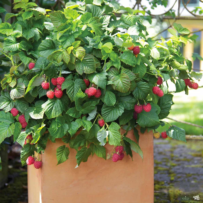 Raspberry Shortcake Raspberry