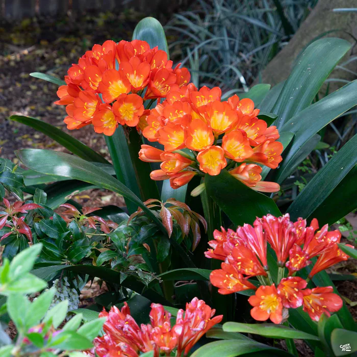 Clivia Lily