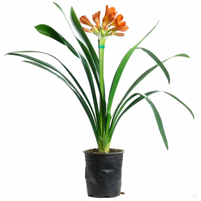 Clivia Lily