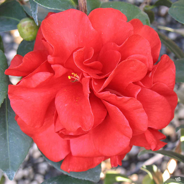 Camellia j. 'Tom Knudsen'