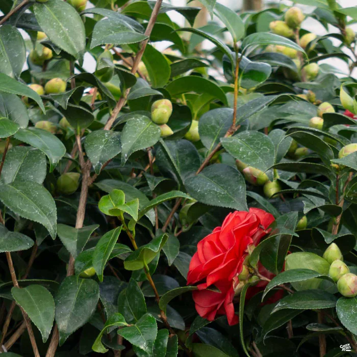 Camellia j. 'Tom Knudsen'
