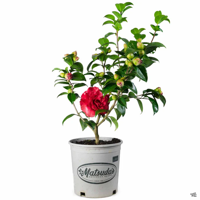 Camellia j. 'Tom Knudsen'