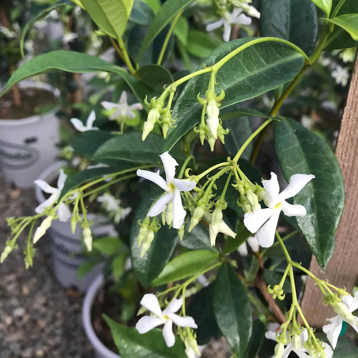 1244-star-jasmine-stake-1.webp Star Jasmine Stake