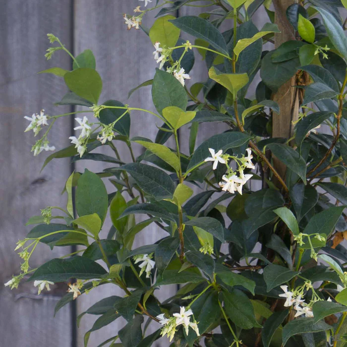 1244-star-jasmine-stake-2.webp Star Jasmine Stake