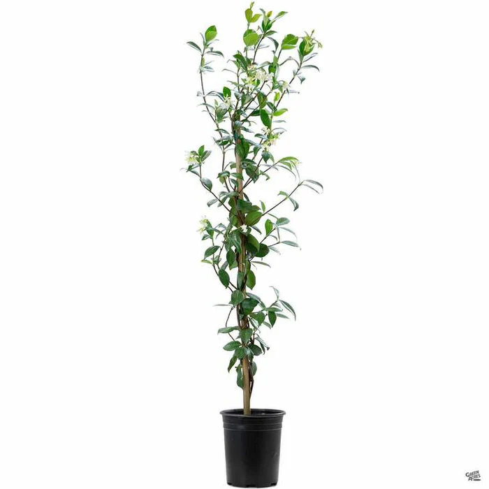 1244-star-jasmine-stake-3.webp Star Jasmine Stake