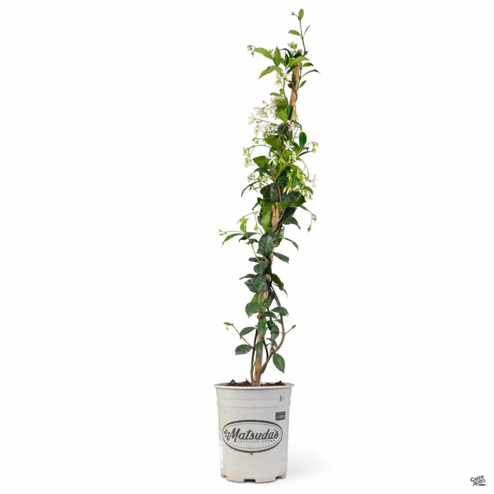 1244-star-jasmine-stake-4.webp Star Jasmine Stake