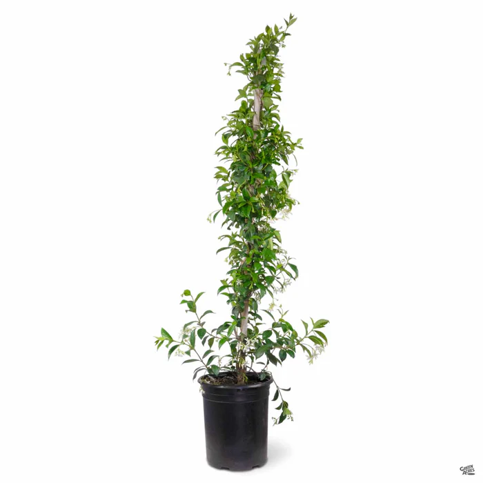 1244-star-jasmine-stake-5.webp Star Jasmine Stake