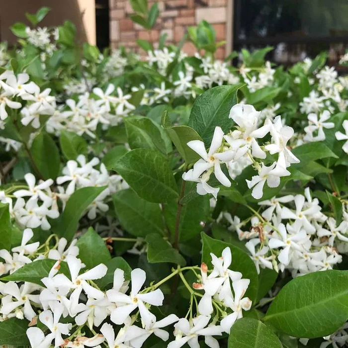 1249-star-jasmine-1.webp Star Jasmine