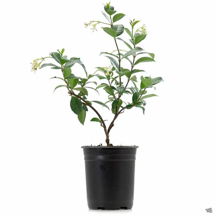1249-star-jasmine-3.webp Star Jasmine