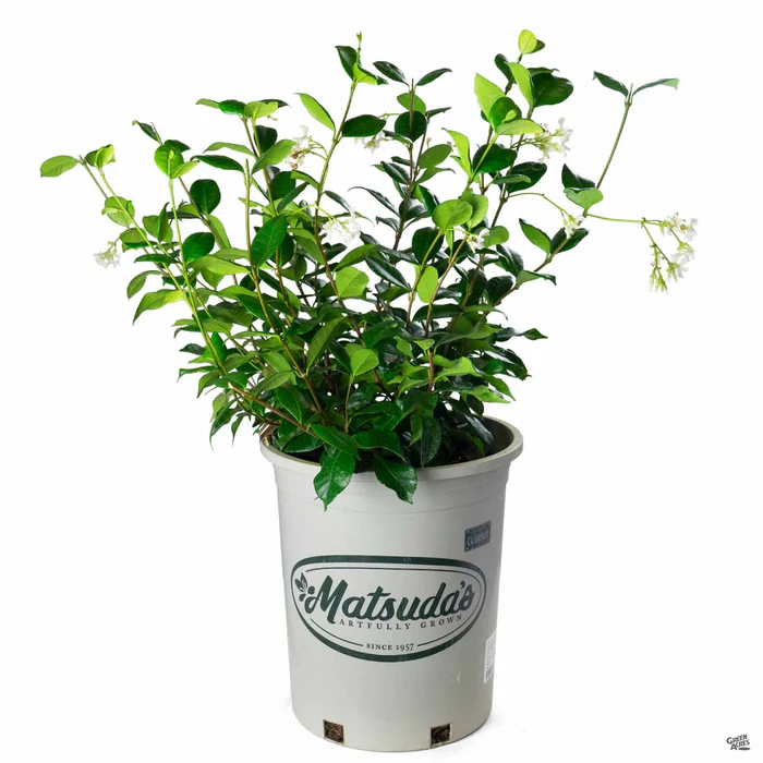 1249-star-jasmine-4.webp Star Jasmine