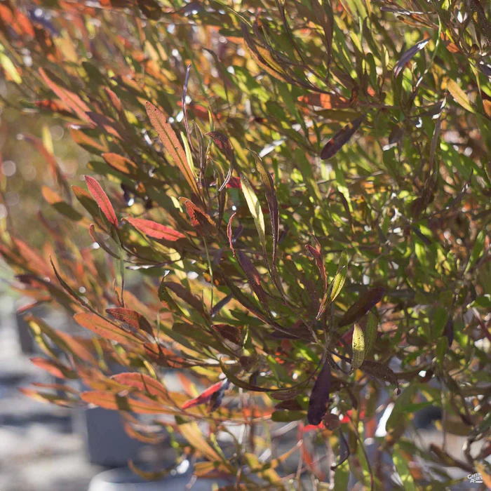 125-purple-hopseed-bush-1.webp Purple Hopseed Bush