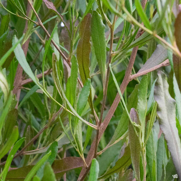 125-purple-hopseed-bush-2.webp Purple Hopseed Bush