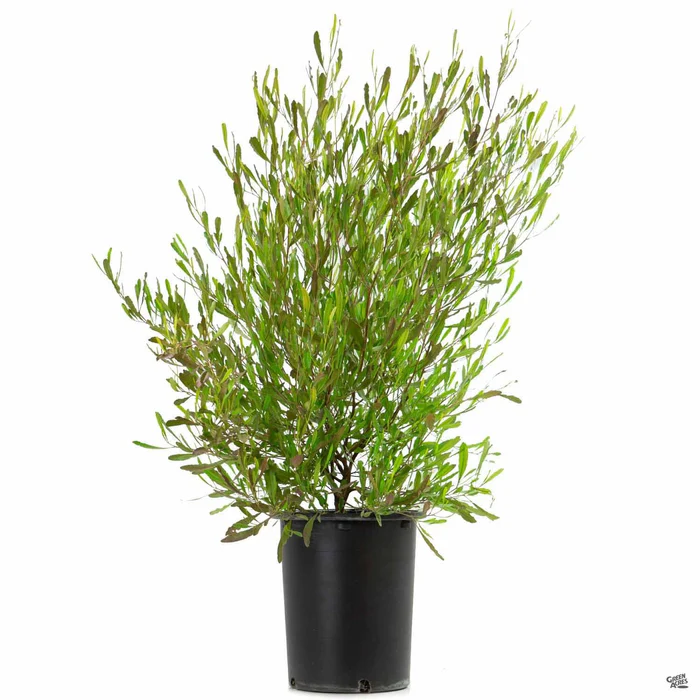 125-purple-hopseed-bush-3.webp Purple Hopseed Bush