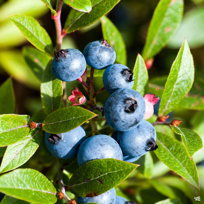 1253-blueberry-spartan-1.webp Blueberry 'Spartan'