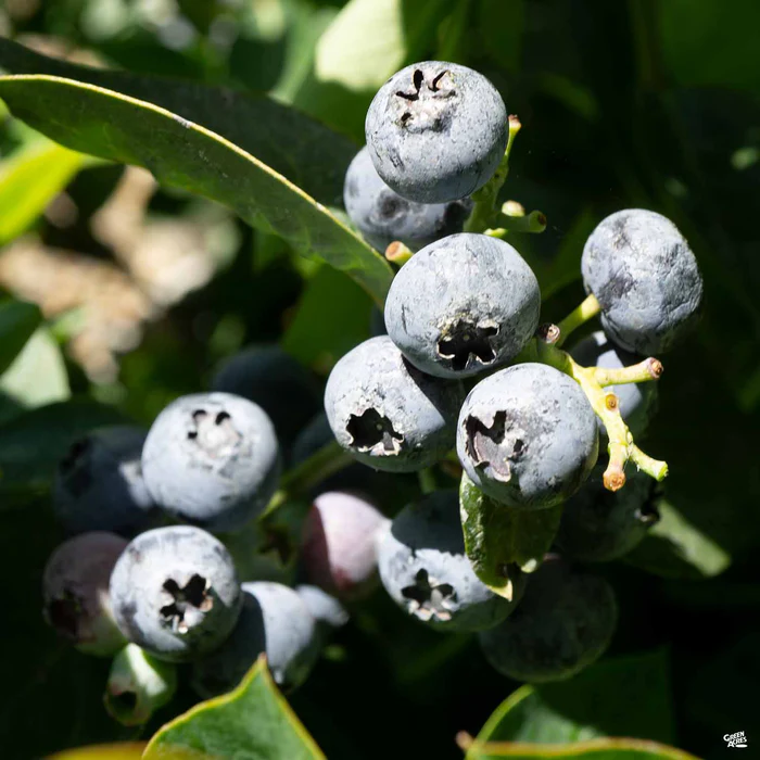 1253-blueberry-spartan-2.webp Blueberry 'Spartan'