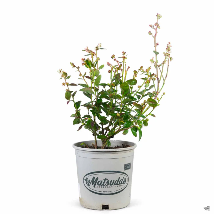 1253-blueberry-spartan-3.webp Blueberry 'Spartan'