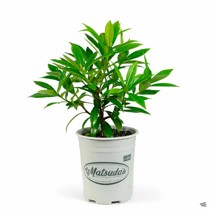 Daphne 'Perfume Princess'