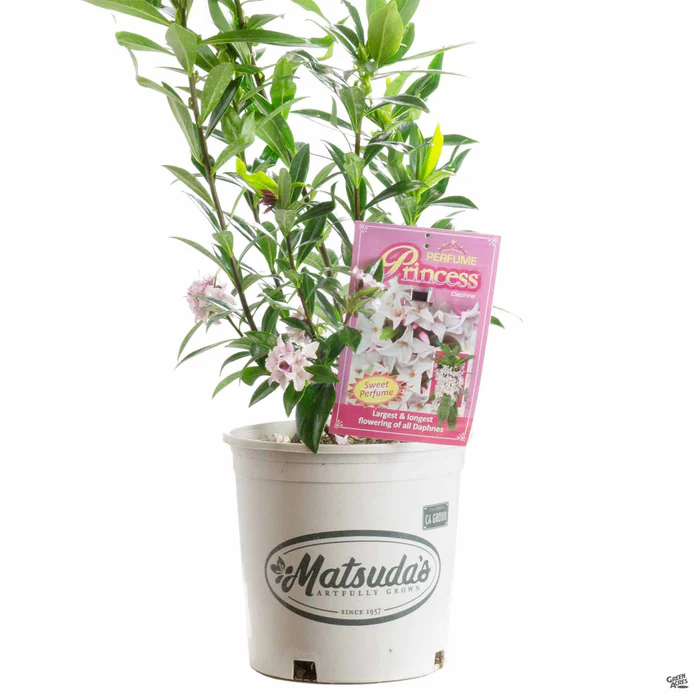 Daphne 'Perfume Princess'