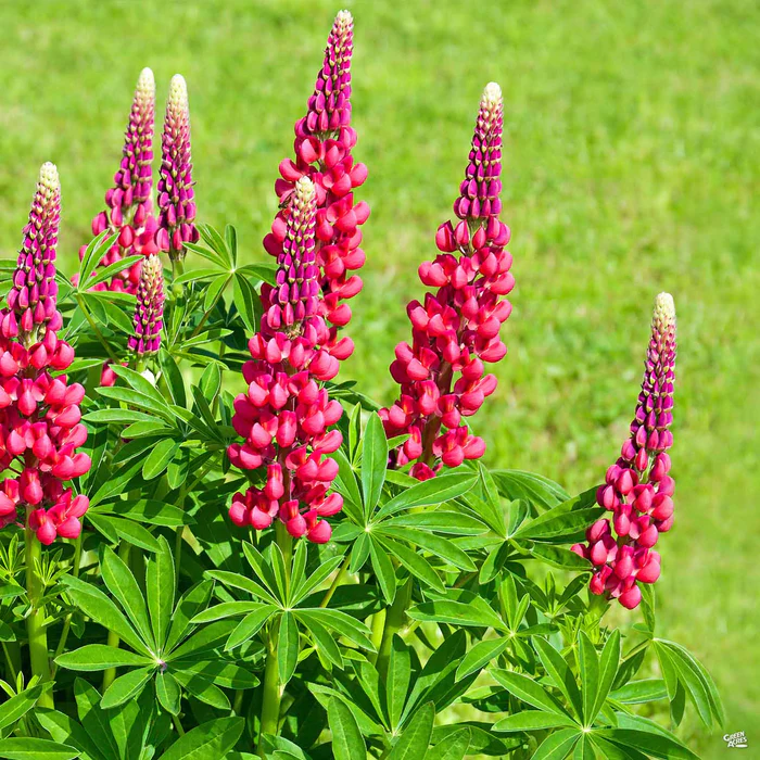1258-lupine-1.webp Lupine
