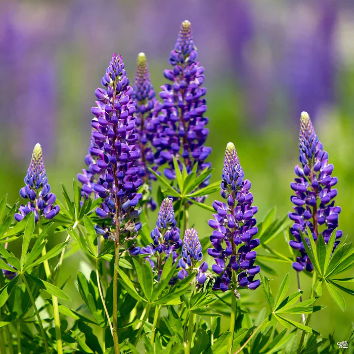 1258-lupine-2.webp Lupine