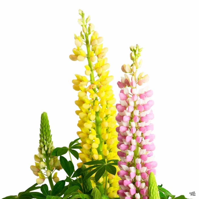1258-lupine-3.webp Lupine