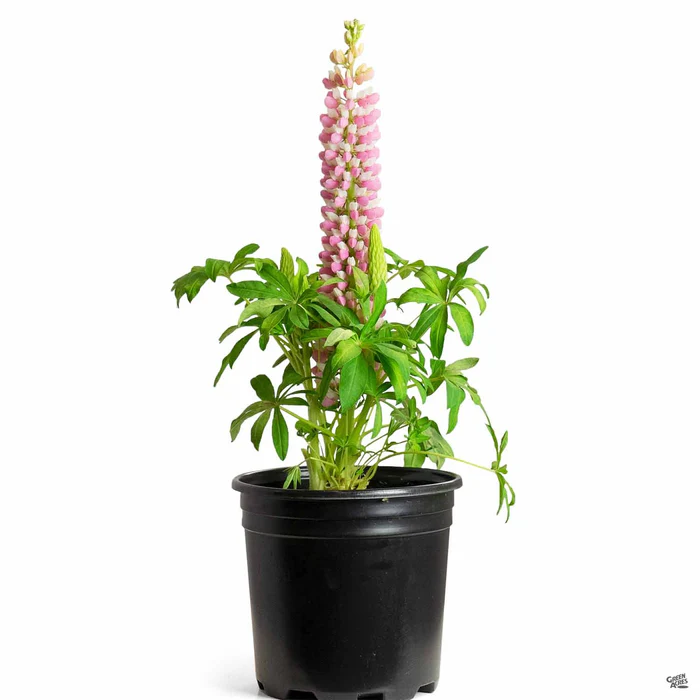 1258-lupine-4.webp Lupine