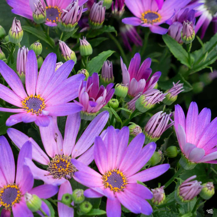 1261-pericallis-senetti-1.webp Pericallis 'Senetti'