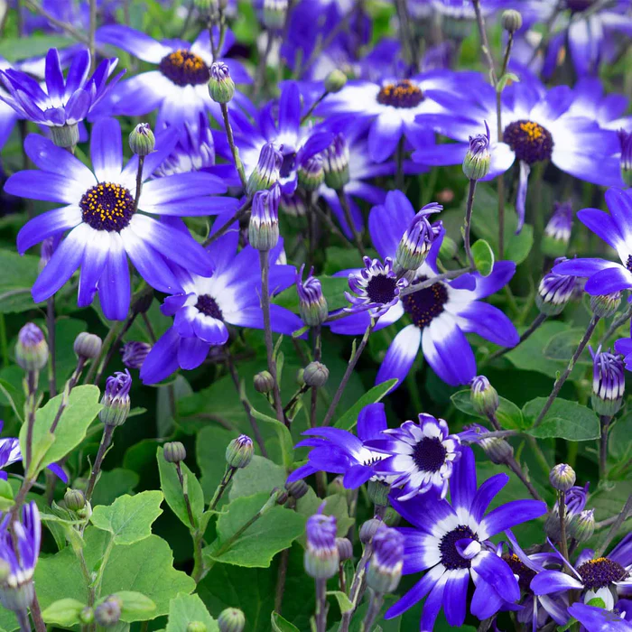 1261-pericallis-senetti-2.webp Pericallis 'Senetti'