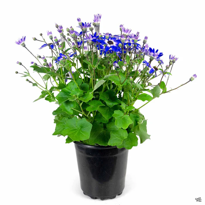 1261-pericallis-senetti-3.webp Pericallis 'Senetti'