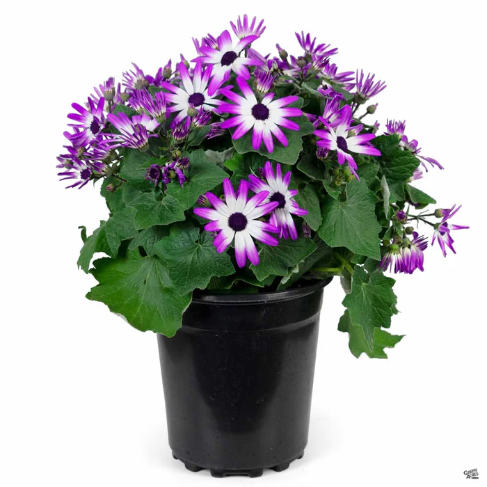 1261-pericallis-senetti-4.webp Pericallis 'Senetti'